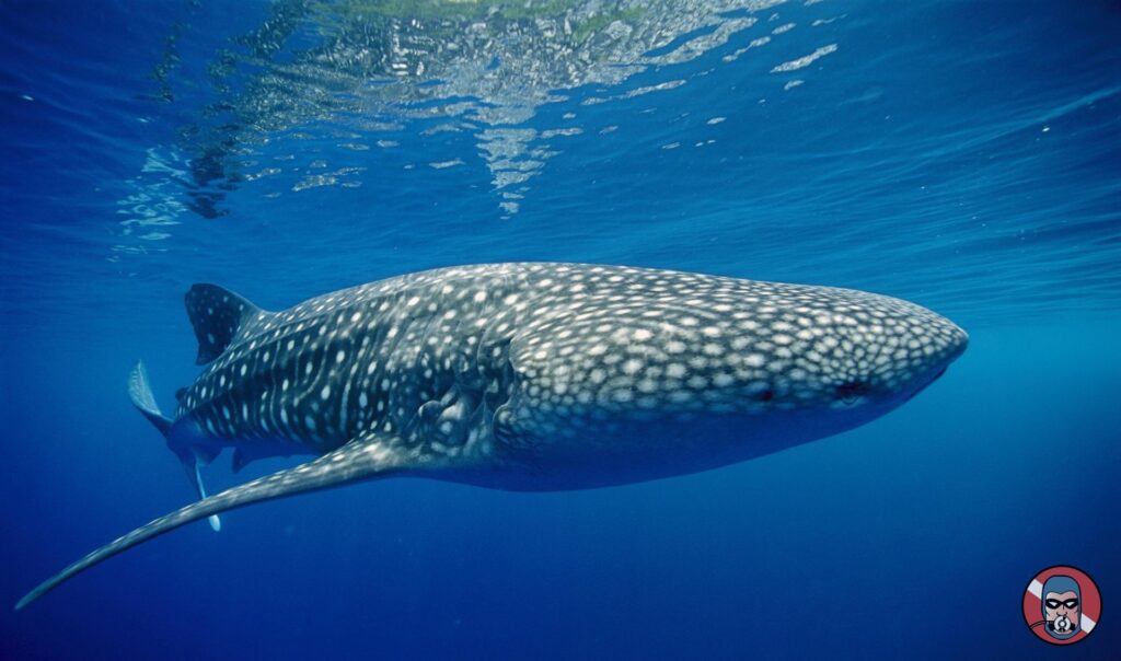 whale